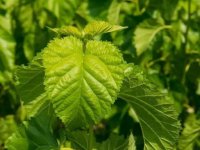 夏天養(yǎng)蠶桑葉一會(huì)就干了怎么辦？