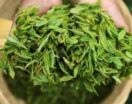 茶樹產(chǎn)量高嗎？一畝產(chǎn)多少斤？