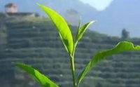 客田鎮(zhèn)：茶樹(shù)吐新芽，茶農(nóng)喜增收