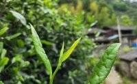 4月19日最新咨詢：“七安紅”春茶開始采收，新